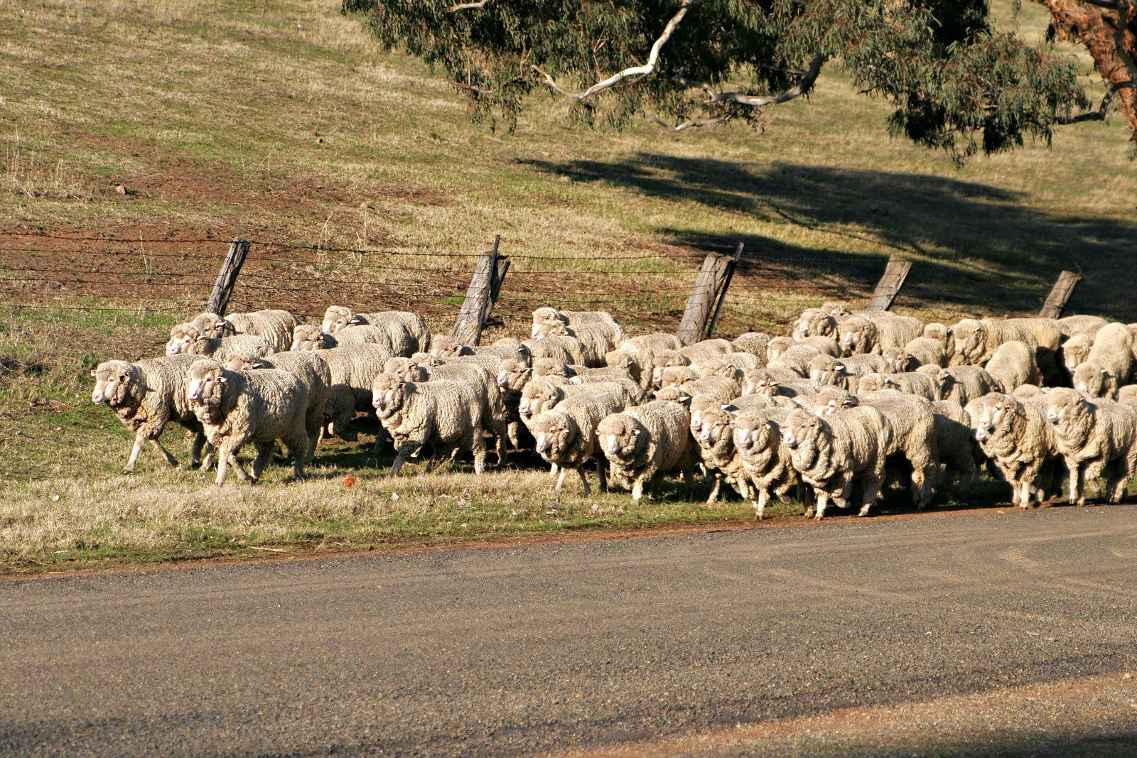 Dynon Wools